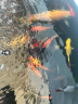 FISH MUSI鱼池爆氧圈纳米气盘爆氧304不锈钢氧气盘暴鱼缸水族增氧气泵曝氧 两圈直径25CM+带5米8mm内径气管 晒单实拍图