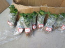 菊花花苗大菊花苗室内外观花阳台庭院花卉绿植物盆栽四季开花 千尺飞流 实拍图
