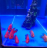 血红鹦鹉鱼活体发财鱼财神鱼大型热带观赏鱼淡水好养 9-11红+黄鹦鹉各1 实拍图