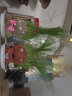 乐子君创意DIY办公室迷你植物长草头娃娃办公室绿植盆栽阳台猫草卡通 草娃娃款式随机2个+花边塑料托盘 实拍图
