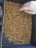 KERRY面包虫活体饲料黄粉虫鸟鱼龟蜥蜴金龙鱼鬃狮蝎子守宫食物幼体幼虫 1斤2cm左右幼虫+1斤麦麸（鲜活） 实拍图