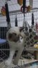 宠六一猫咪吊床 猫秋千 猫笼子挂式秋千床 悬挂式猫窝 猫笼配件 白色大号 实拍图