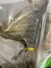 蛤蚧一对带头足（2只）蛤蚧精制中药材 gejie进口哈蚧补肺益肾纳气定喘助阳益精 泡酒中药材店铺 一对/两只（特大号肩宽约15-16cm） 实拍图