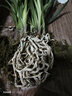 劉閣蘭花建兰花苗 红素大花 红满天 夏带花苞室内室外绿植兰草花卉盆栽 5苗连体裸根 实拍图
