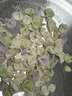 伊威（Eastwes）宝宝面条未添加食用盐1-2岁珍珠面碎碎面蝴蝶面片婴幼儿辅食直面 【第一口面】珍珠面180g 实拍图