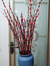 开时果 银柳鲜枝干花年宵花卉 红色真花福桶银柳水培植物室内装饰鲜花 店长推荐【80cm】银柳10枝 实拍图