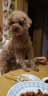 纽萃派（Nutri Pet）狗粮泰迪比熊博美雪纳瑞成犬幼犬通用5斤小型犬专用多犬种可选 吉娃娃专用粮5斤 实拍图