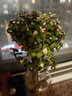 花友独杆金枝玉叶多肉植物绿植花卉办公盆栽室内盆景好养植物 独杆金枝玉叶+广口瓶+水培珠 实拍图