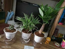 雅卉水培植物盆栽发财树办公室内小绿植芦荟吊兰花卉盆栽好养 【懒人盆】罗汉松 含盆 实拍图