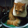 唐宠 伊丽莎白圈猫幼猫项圈猫咪吐司耻辱圈猫脖圈绝育手术防舔可调节 吐司面包(建议15斤内) 伊丽莎白圈 实拍图