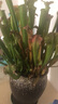 莺歌燕舞【新奇植物】捕蝇草植物花卉绿植驱蚊阳台盆栽食虫趣味猪笼草室内 海角瓶子草 原盆载好发货 实拍图