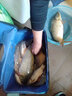 小人鱼（XIAORENYU） 疯子饵自制鱼饵鲫鱼鲤鱼鲢鳙草鱼饵料小药野钓拉饵搓饵配方渔具 疯子鲤藻腥鲤（发五包）搓饵 实拍图