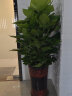 叹为观止大型植物发财树各种大颗盆栽开业乔迁客厅办公室内好养大型花卉 大叶绿萝【1.2-1.4米】 不含盆 实拍图