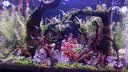 EHEIM鱼缸加热棒水草缸乌龟缸淡海水自动恒温棒水族箱恒温器防爆加热器 100W 可调温(新款电子控温更精准)发顺丰 实拍图