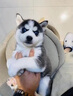 宁宠 哈士奇幼犬活体宠物狗狗小狗幼犬活体二哈小狗崽活物雪橇犬 混血级 公 实拍图