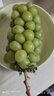 阳光玫瑰葡萄晴王香印子新鲜水果日本品种 5斤大果装 单粒10-12g 实拍图