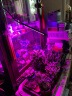 铂仕盾 植物生长灯 夹子款LED植物补光灯全光谱红蓝光混合多肉植物灯 黑色单管 定时开关 实拍图