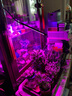 铂仕盾 植物生长灯 夹子款LED植物补光灯全光谱红蓝光混合多肉植物灯 黑色单管 定时开关 实拍图