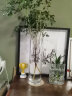 豪斯特丽（HOSTLY）直筒透明玻璃花瓶 特大号客厅摆件 富贵竹玫瑰百合插花平光花瓶 直径12高40 实拍图