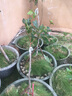 黄忠文广西荔枝树苗无核荔枝苗 妃子笑嫁接荔枝苗木桂味荔枝苗盆栽庭院 3年桂味荔枝苗（高60-80cm） 实拍图