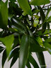 花行榜竹柏盆栽水培新宠植物室内绿植盆栽花卉10棵+透明钻石瓶源头直发 实拍图