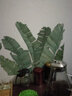欧仕图（OUSHITU）ins墙贴自粘 大型植物墙壁装饰贴画温馨学生寝室布置贴纸玻璃墙纸 芭蕉叶藤蔓叶子（大） 实拍图