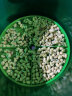 麦卓（MAKE JOY） 豆芽机全自动家用多层大容量培育机发芽机四季可用 双层+1蓄水压盘 实拍图