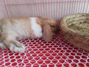 暮秋小主血统宠物兔垂耳兔活体大型安哥拉长毛迷你侏儒猫猫兔活物已做疫苗 单血统暹罗侏儒猫猫兔 实拍图