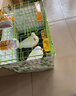 纯种柯尔鸭活宠物鸭科尔鸭幼仔可达鸭鸭子活宠物柯基鸭柯达鸭 柯尔鸭 实拍图