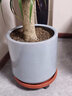 万向轮移动托盘花架 花托 滚轮花盆底座 大型花卉 可存水带轮 加厚红平面40型4轮 实拍图