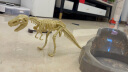 科学罐头 中生代超级恐龙化石挖掘套装考古挖掘玩具考古DIY套装霸龙模型儿童男孩女孩玩具新年节日礼物儿童 实拍图