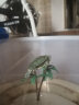 易萌 黄金巴西龟活物炫彩龟小乌龟活体宠物龟半水龟招财龟草龟 2-3厘米两只 实拍图