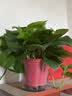 花行榜绿萝盆栽室内植物新房家用净化空气水培绿植花卉大叶吊兰源头直发 实拍图
