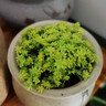 若绿真便宜多肉好养老桩绿植花卉小苗肉肉花植物小盆栽清棚 黄金万年草 不含盆 实拍图