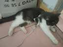 启萌先生 猫咪牵引绳胸背式小型犬泰迪比熊外出防挣脱溜猫绳子小狗链子 银铃铛黑白格子 S(3-8斤猫狗) 实拍图