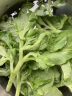 山东冰草【顺丰】 新鲜冰菜沙拉蔬菜冰叶 健康轻食 3斤 晒单实拍图