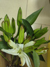 悦多彩AB级优质香水百合 家庭办公室各色生活鲜花 昆明基地 现采直发 白色百合花40朵（多头10枝） 实拍图