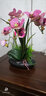 wo+ 高档新款手感PU蝴蝶兰仿真花艺客厅餐桌花电视柜装饰花假花 黑色扁陶瓷盆+粉红色蝴蝶兰 实拍图