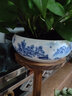 尘菁水仙花盆陶瓷大号家用无孔铜钱草专用一叶莲碗莲盆多肉大口径水培 【白瓷山水画】 18-19cm 实拍图