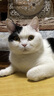 麦富迪肉粒包 猫罐头零食猫粮妙鲜猫湿粮 猫咪恋肉粒包 海洋鱼味12包 实拍图