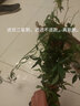 欧月古兰 木香花苗七里香盆栽爬藤植物浓香甜蜜红木香四季开花庭院花卉 黄木香1-1.3米高 不含盆 实拍图