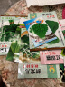 凤鸣雅世8种矮生阳台盆栽四季蔬菜种子套餐易成活的菜籽儿童蔬菜种子 实拍图