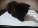 奥兹蓝猫折耳猫英短美短加菲猫波斯猫成猫幼猫奶糕全价猫粮1.5kg3斤 紫色 实拍图