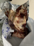 牛窝骨国产新鲜冷冻牛膝盖骨生鲜牛肉带筋带肉牛脆骨 牛窝骨2斤装 实拍图