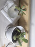 春草碧多肉植物盆栽老桩24款入门肉肉迷你多肉办公室内阳台桌面绿植花卉 熊童子+花盆+营养土 实拍图