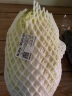 京百味大白菜1.8kg+ 实拍图