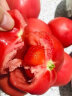 普罗旺斯西红柿（鲜果可送到家）优质果园基地种植时令新鲜水果蔬菜 当季沙瓤自然熟生吃水果大番茄 5斤礼盒装（15枚果子左右） 晒单实拍图