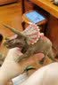 思乐（Schleich S）仿真动物恐龙模型雷克斯暴龙霸王龙棘龙男女孩儿童玩具生日礼物 雌性霸王龙14587 实拍图
