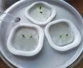 弥鹿（MiDeer）儿童植物种植观察窗阳光房小盆栽玩具小学生幼儿园暑假生日礼物 【水培款1】水培生菜-送营养粉 实拍图