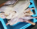 林岚【LINLAN】2年老鸭 麻鸭净重约1.6斤/只  老鸭子土鸭散养水鸭新鲜食材 一只装 晒单实拍图